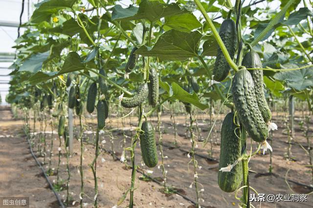 黄瓜种植生产中常见3种虫害为害状、习性以及防治方法分析3