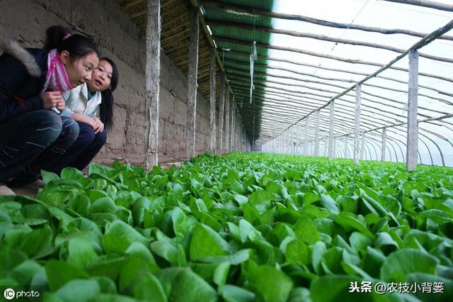 冬季温室大棚使用烟雾熏剂防治病虫害效果好，但要注意这6点10