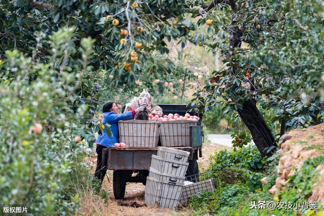 苹果长果锈影响果实外观品质，苹果生锈的原因和防治方法有哪些？13