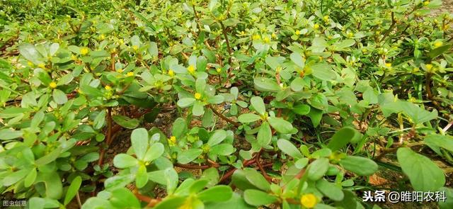 花生田、甘蔗田最好的除草剂，专治恶性杂草，斩草除根，干净彻底4