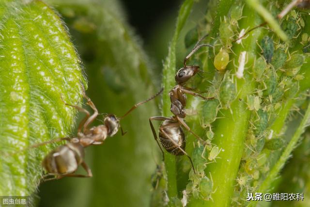 这个药专治粉虱蚜虫等害虫，10秒中毒，10小时死虫3天后二次杀虫