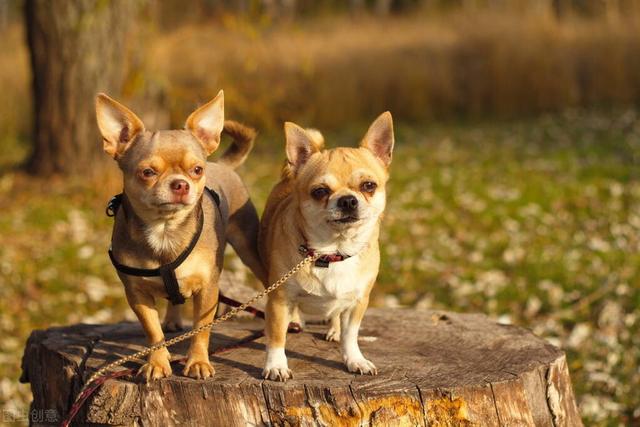 小型犬的壽命有多長小型犬的壽命一般是多久