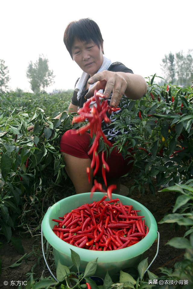 辣椒开花坐果困难、经常落花落果的原因有哪些？有哪些防治方法？14