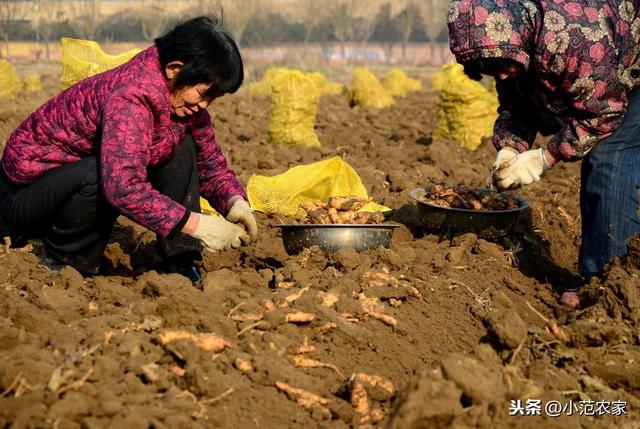 地黄九大病虫害及防治措施2