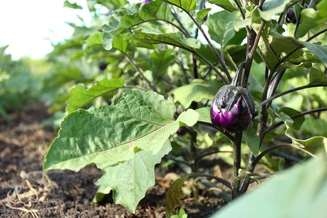 茄子栽培过程中，这些常见的病虫害，及其防治方法