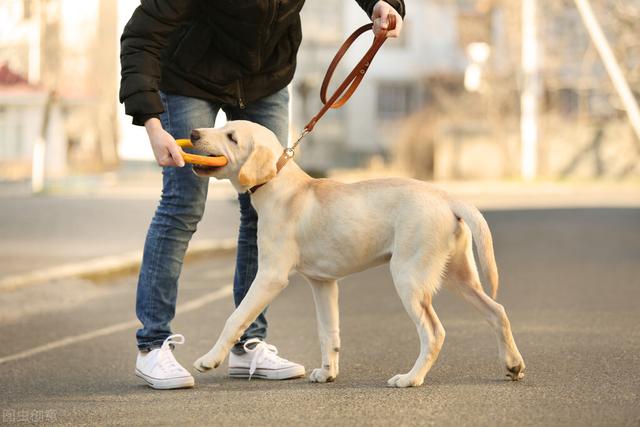 拉布拉多幼犬站不稳怎么训练(拉布拉多幼犬训练进餐)