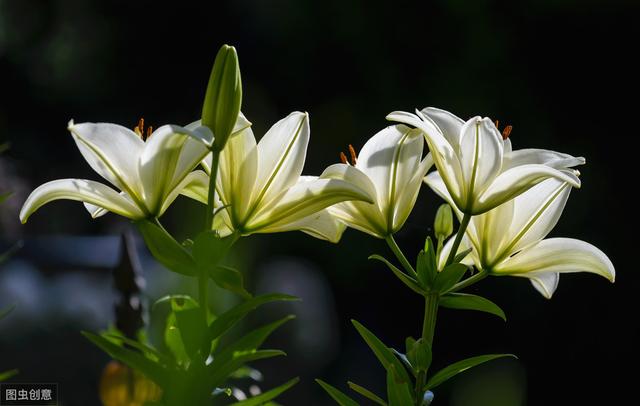 百合花语 百合花语（葵百合花语） 生活