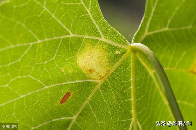 这个新药专注霜霉病、晚疫病、根腐病、茎腐病等，具有铲除作用