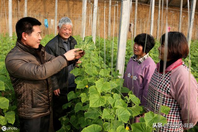 黄瓜枯萎病年年防治不住，学会这些防治窍门轻松解决！3