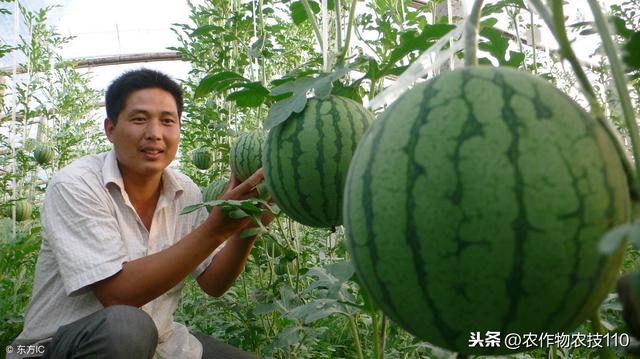 西瓜田发生这些病、虫害，我们该怎么防治？10