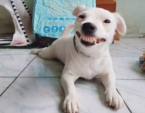 狗呲牙表情包图片