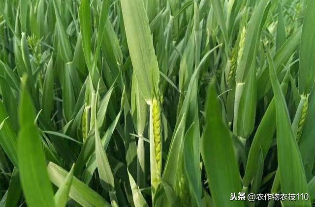 小麦关键生育期拔节、孕穗、齐穗病虫害防治重点！不看会后悔！4