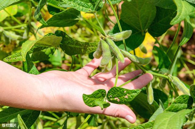 大豆种植技术，与病虫害防治措施，学会这招有效避免低产发生