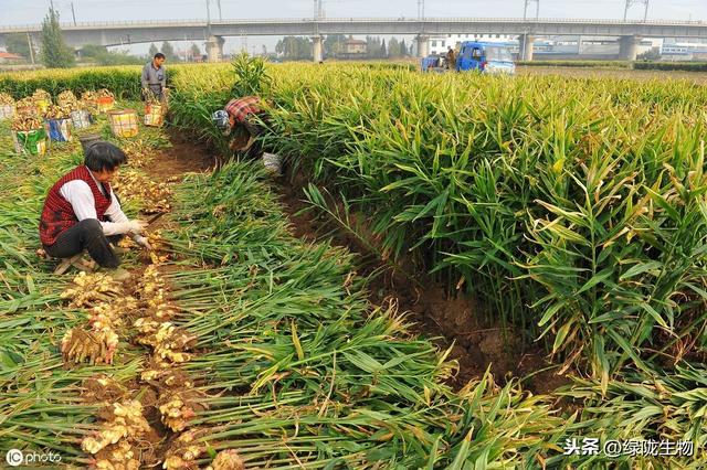 高温多雨天气，谨防大姜毁灭性病害–姜瘟病与茎基腐病4