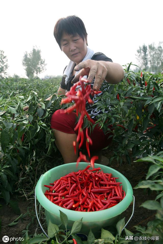 辣椒烂果问题年年发生、年年防不住？大部分是因为你没找准病根儿9