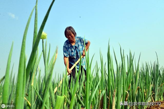 大葱种植病虫害年年加重，如何防治更高效，怎么种植更高产？6