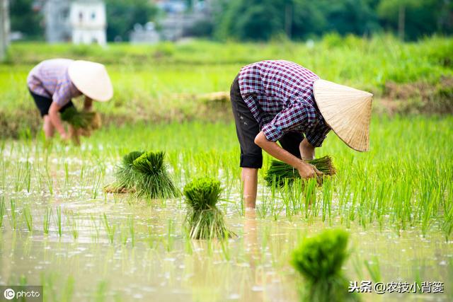 水稻如何种植管理，后期才能实现增产增收？6