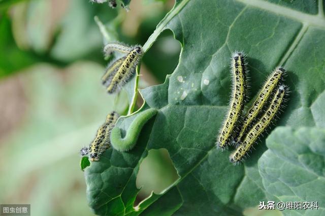 这个新药几分钟即可杀死害虫，可杀30多种害虫