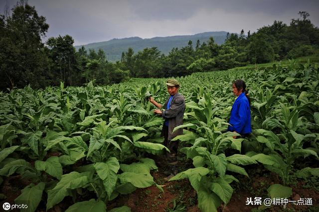 烟叶种植中病虫害防治措施探讨