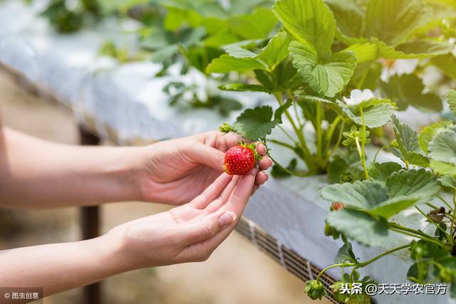 不想草莓大面积死苗？请在育苗的时候防好它！4