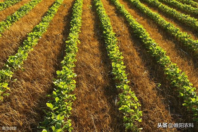 这个除草剂可用于玉米、花生、大豆等20多种作物，除草干净又安全4