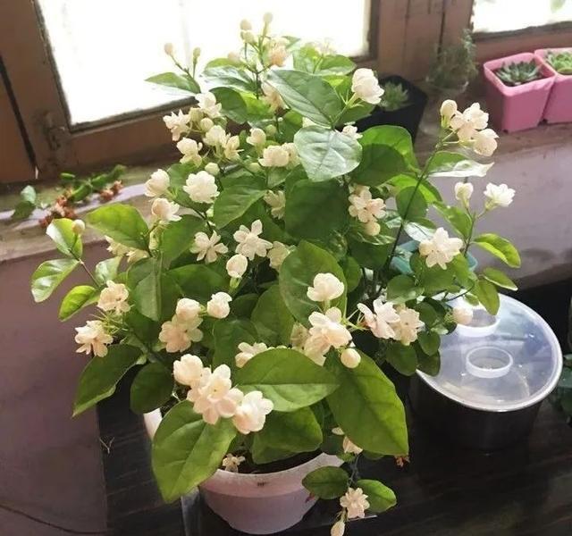 茉莉花怎么养