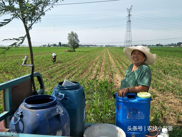 小小地老虎，作物大危害！学会这些小妙招，虫害巧防治！6