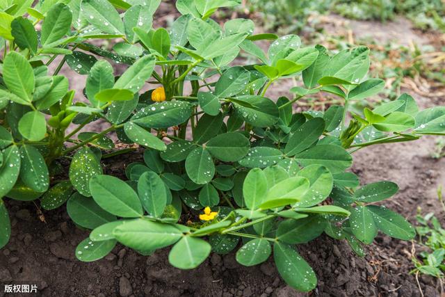 灭草松除草剂适用于那些作物？请关注使用方法和注意事项