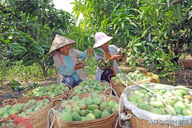 芒果角斑病防治难，找准原因、优化管理、巧妙用药，提高防治效果7