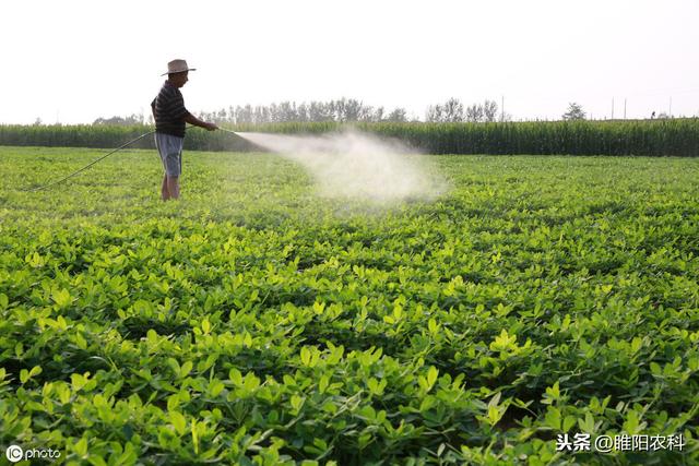 喷施花生控旺药加这个肥，防止空壳、秕果最重要，一亩增产200多3