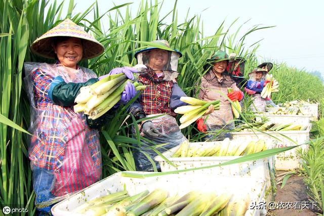 种植茭白想高产，3条易犯错误要避免，5点增产技巧需记牢6