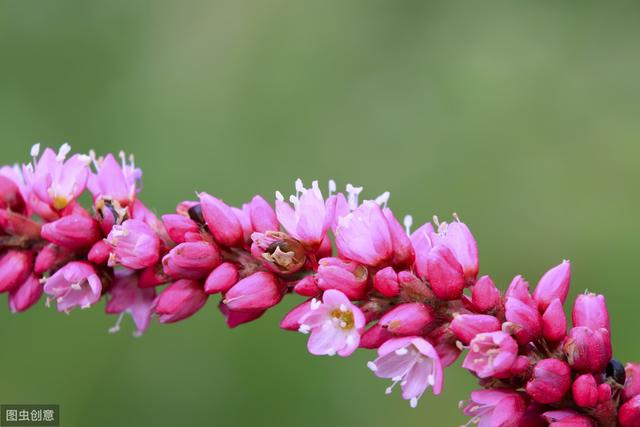 狗尾巴花