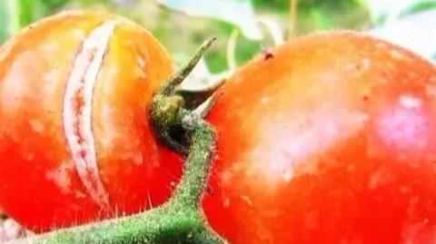 西红柿生理病害高清图谱！2