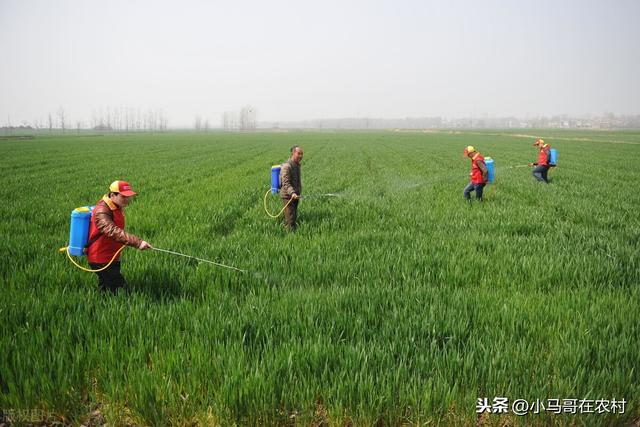 防治小麦蚜虫的3个药，效果都不错但都有优缺点，很多人还不清楚11