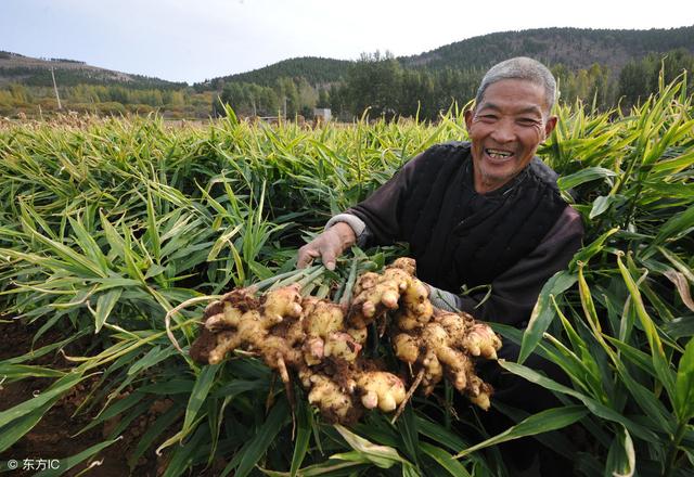 为什么大姜种植后容易出现烂芽烂姜死苗现象？如何预防发生？2