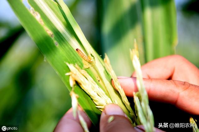 这个新药，一次用药青虫、粉虱、蚜虫、蓟马全搞定，喷一遍顶三遍6