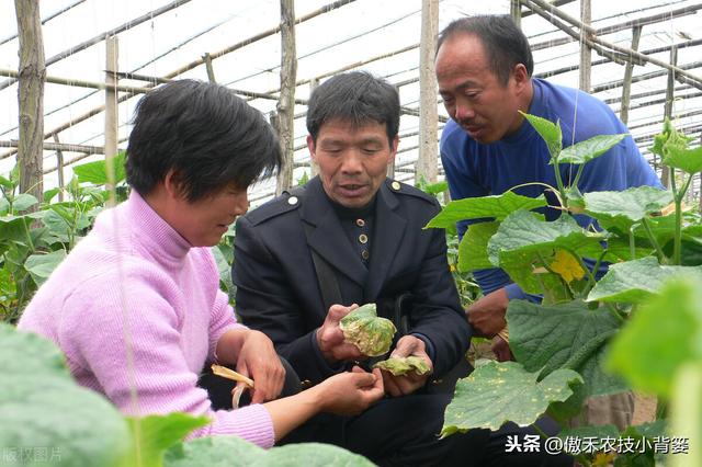 氨基寡糖素：促长壮棵+防治病虫害，作物浸种、灌根、喷施都能用9