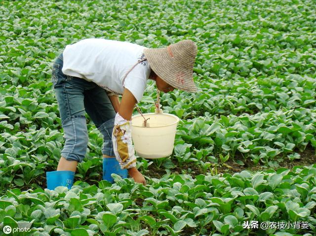 长毛的菌肥和不长毛的菌肥哪种好？如何挑选菌肥才不会上当受骗？10