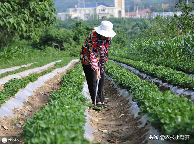 花生黄叶是哪些原因造成的？农民朋友通过哪些方法可以防治？3