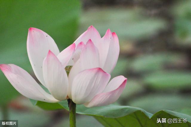 不乏野生资源，人工栽培是当务之急：“玉莲花” 3月高产高效栽培2