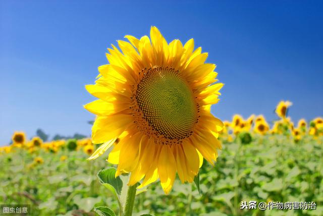 白芨锈病、叶枯病如何防治白芨叶子枯了咋回事？