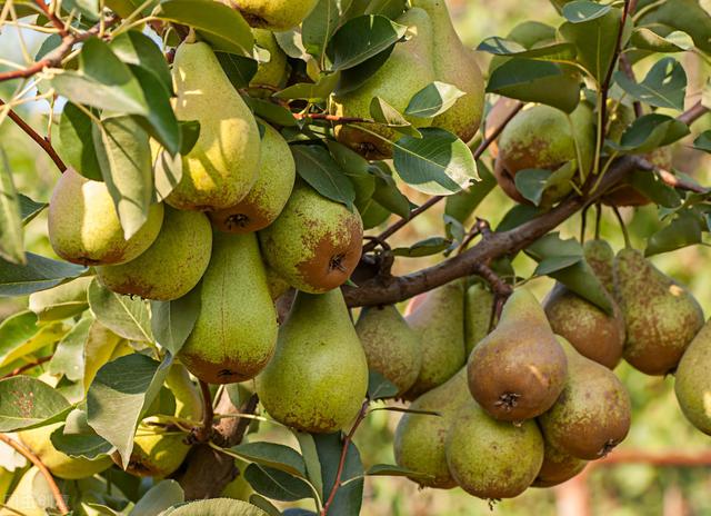梨小食心虫发生的规律，及绿色防控技术，确保梨产品的优质增产