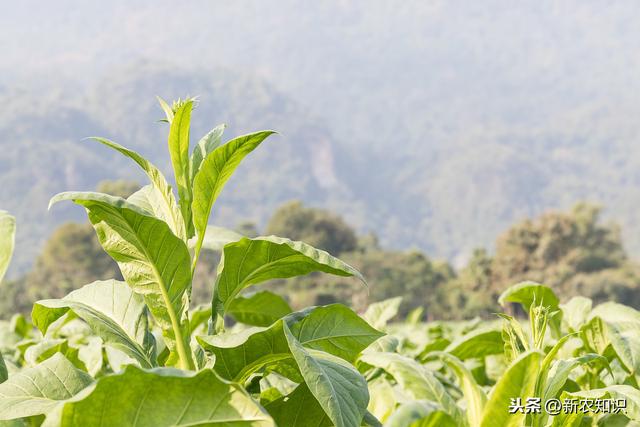 烤烟高质量栽培技术，种植户不要错过，加快农民脱贫致富步伐4