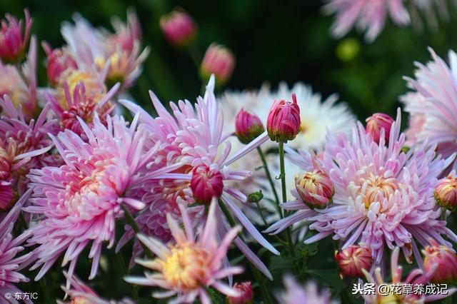 菊花美好的寓意都有哪些，四季菊花色繁多，它的花语你知道多少