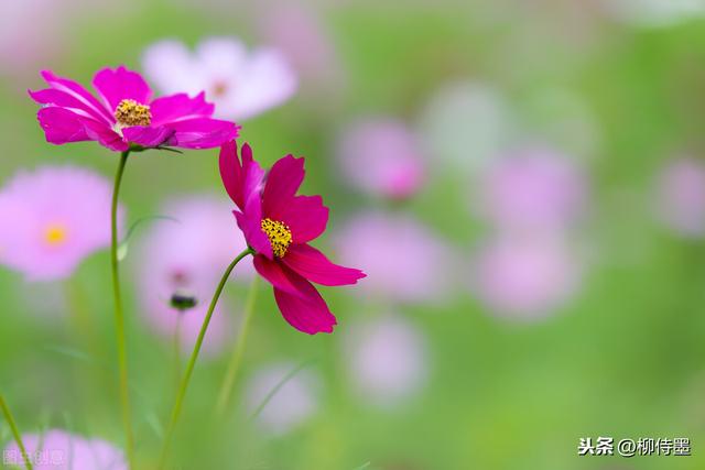 格桑花