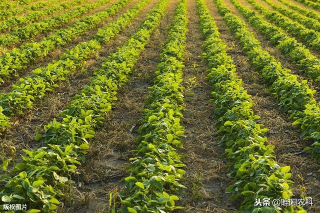 这个除草剂配方可治花生田、大豆田芦苇、白茅、莎草等恶性杂草2