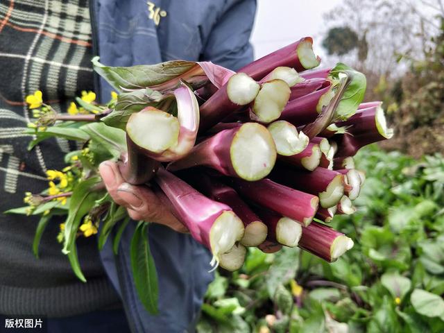 腐霉利——大棚无公害蔬菜首选用杀菌剂农药，附蔬菜常用施药方法3