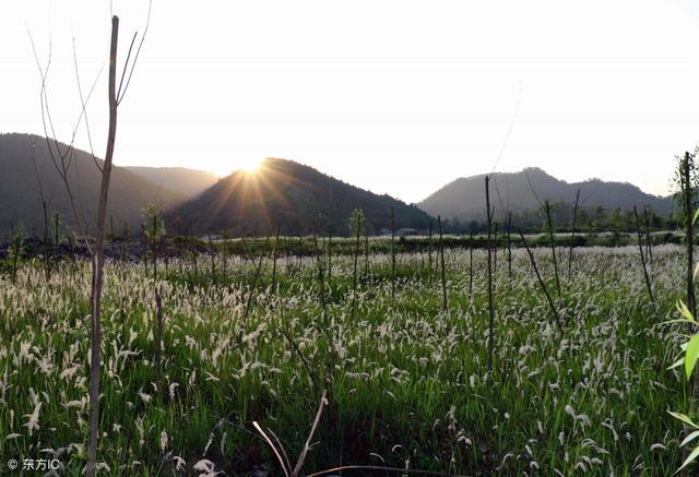 草甘膦配什么药剂才能够一次性防除茅草，使根部彻底腐烂？4