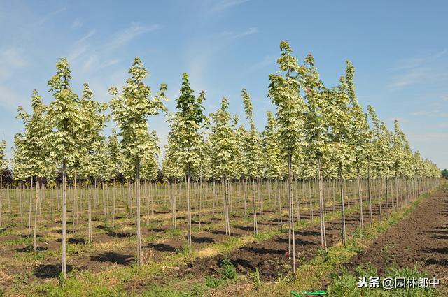 苗圃除草成本一直居高不下？不妨试试这种方法！除草成本减少一半5