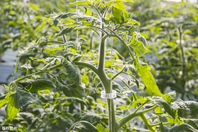 日光温室番茄改良茬口——冬春茬稳产高效栽培技术，种植户可借鉴11